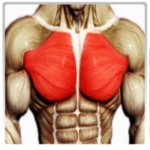 best chest workout android application logo